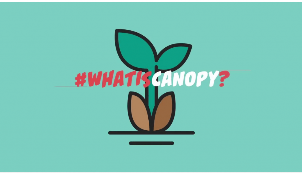 1 an pentru Canopy. Drumul de la alegerea brandului la 1,5 Milioane euro buget PPC
